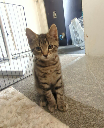 2 Perfectly Adorable Kittens Ready For Their Forever Homes