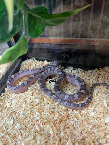 cb26 Granite pied cornsnake for sale