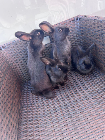 Four adorable black rabbits