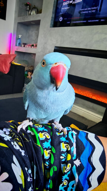 Beautiful TAME Male Blue Indian Ringneck &ndash; 10 Months Old