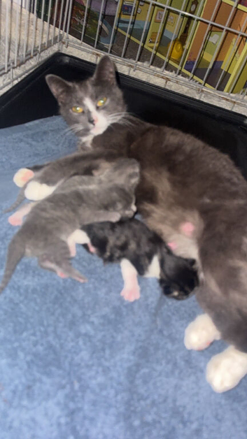 Russian blue x tabby kittens