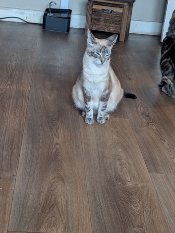 One girl kitten