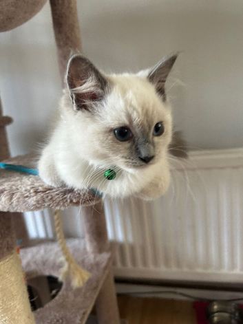 GCCF Registered Purebred Ragdoll kittens