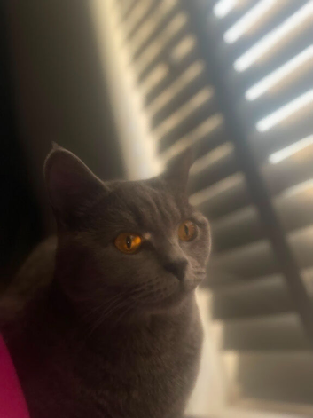 Beautiful blue lady looking for a forever home