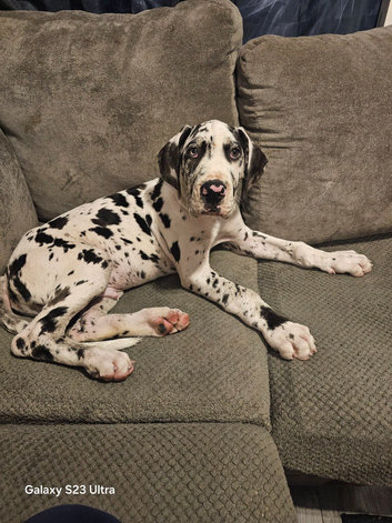 Harlequin great dane