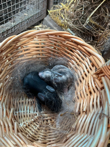 Gorgeous baby mini lops