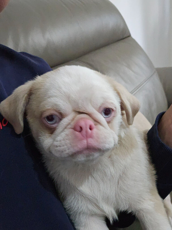 Beautiful Pink Pug puppies for sale