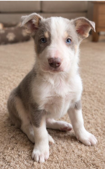 DNA tested Lilac and Blue Tri from ISDS Parents