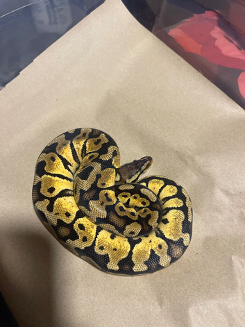 Royal python