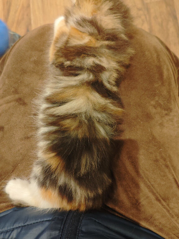 Kitten looking for loving home