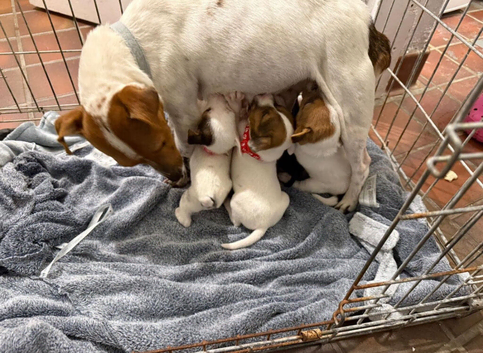 Jack Russell puppies