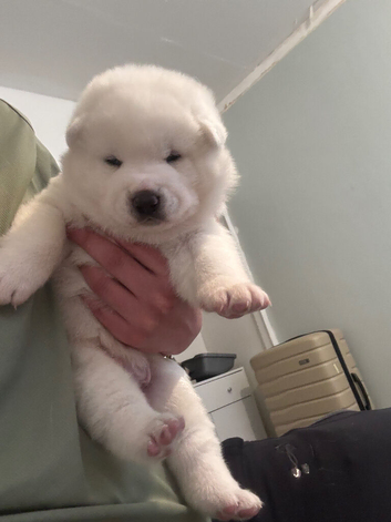 Akita