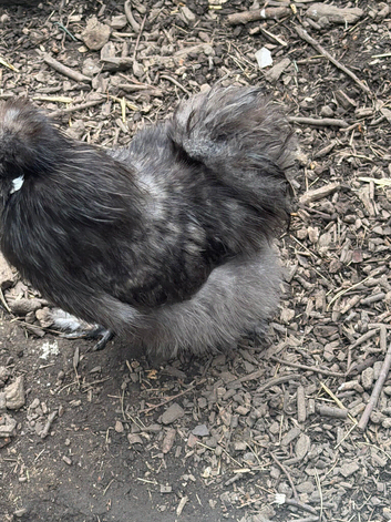 USA silkie cockerel