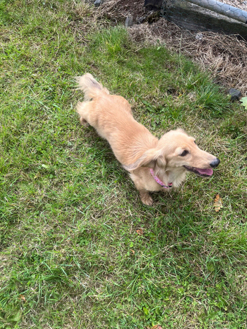 Cream Dachshund girl