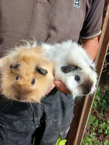 Reserved 2 cali cross girls looking for new home