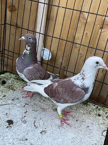 Racer pigeons for sale in Birmingham