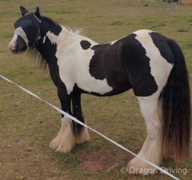 13.2 piebald cob