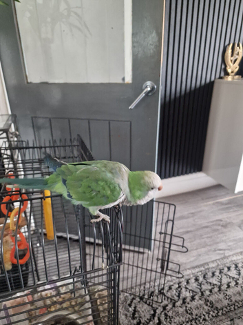 Selling my bird