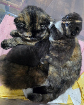 Mum and dad, with kittens.
