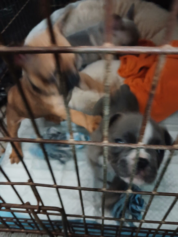 1 male blue puppy lett