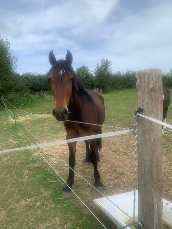 Registered Welsh D 2 years old