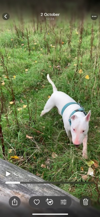 Pedigree English Bull Terrier for Stud