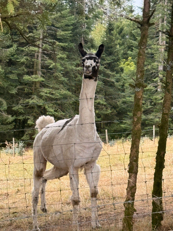 Male Lamas