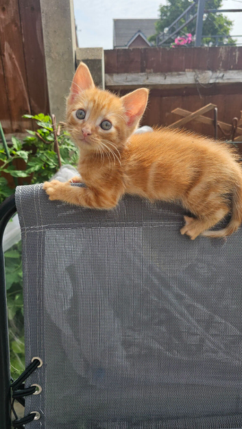 3 kittens for sale