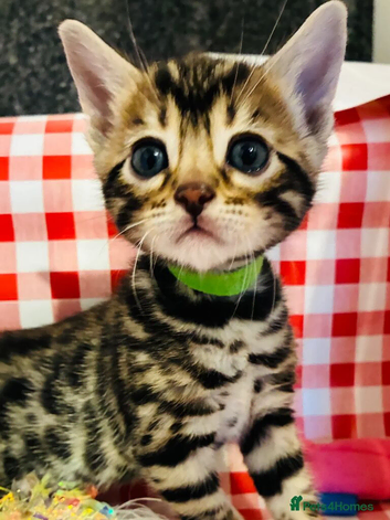 Beautiful Bengal
