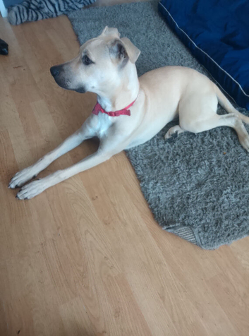 Lurcher x staffie puppie