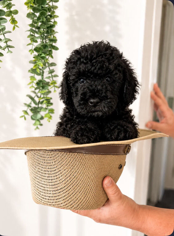 Lhasapoo x cockapoo
