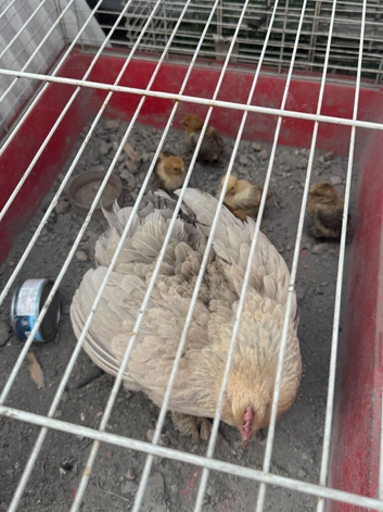 Pekin Bantam Chicks