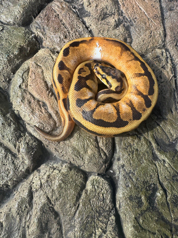 Femal sugar Spotnose leopard Het clown