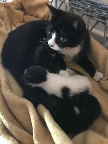 Stunning kittens