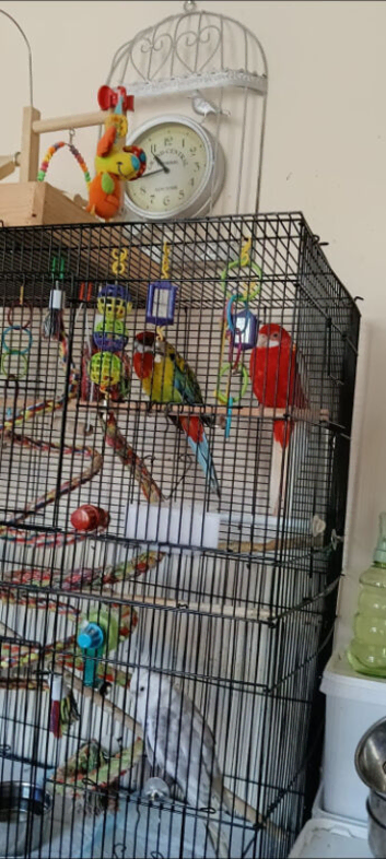 3 rosellas 1 cockateil