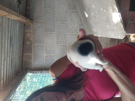Puppies for sale
