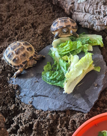 Baby Horsfield (Russian) Tortoise For Sale