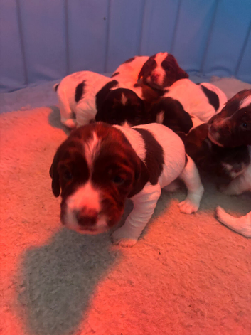 Springer pups for sale