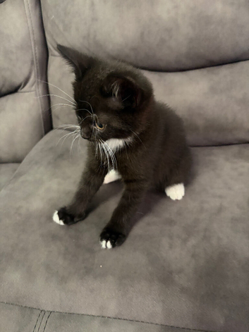 Mixed breed British Shorthair