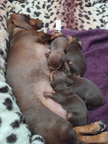 Miniature Dachshund puppy named Poppy