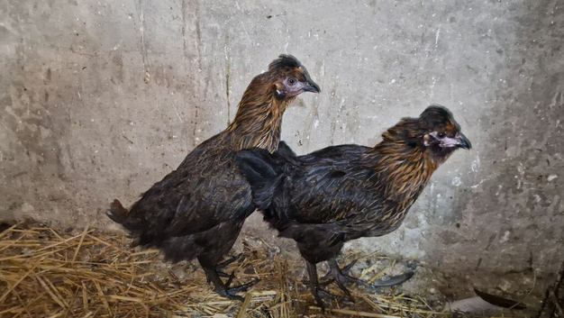 Crested young hens