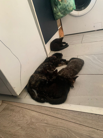 Kittens for sale !!!