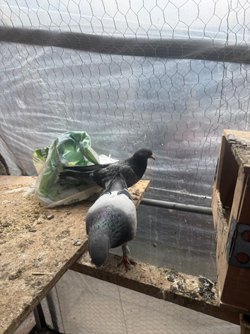 Hi everyone, I have a breeding pair of Turkish Tumbler pigeons for sale, along with one chick. They are healthy, well cared for, and great tumblers!
