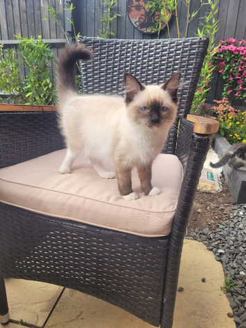Gorgeous Ragdolls Available