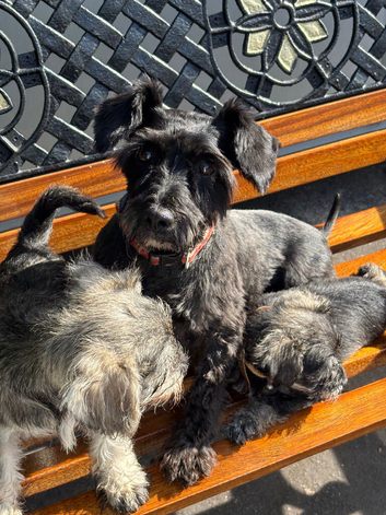 Miniature schnauzer