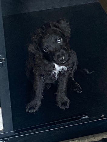 *patterdale pups READY NOW*