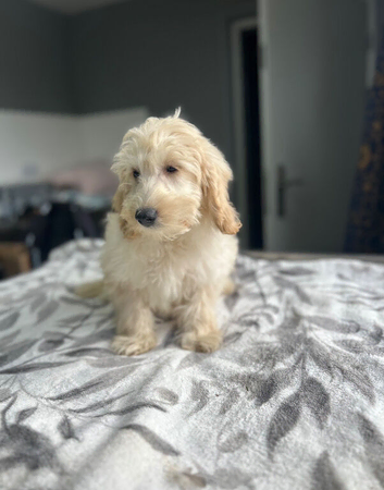 Bluebells handsome f1b cockapoo boys