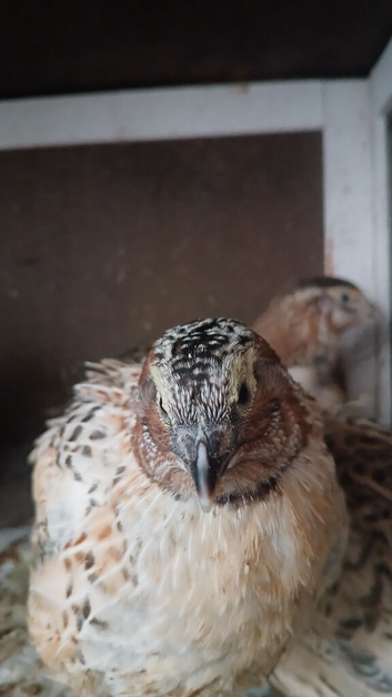 Male jumbo quail 7 weeks old