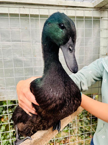 3x ducks seeking a loving new home