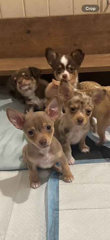 Beautiful chihuahua puppies